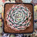 Echeveria 'Shimoyama' 3" Succulent Plant
