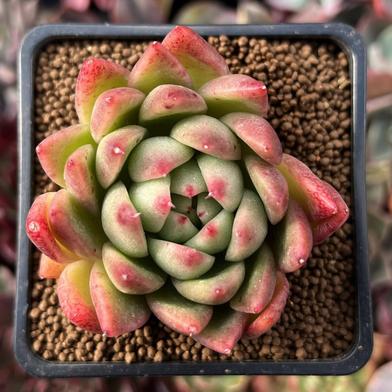 water lily succulent Echeveria Agavoides 'Water Lily' 2" Succulent Plant