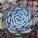 Echeveria 'Cream Sun' 5" (Not E. Ivory) Powdery Succulent Plant