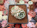 Echeveria 'Icy green' x 'Monroe' 1" Succulent Plant