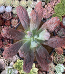 Echeveria 'Linguas' 4" Succulent Plant