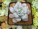 Echeveria 'Laui' 3" Powdery Succulent Plant