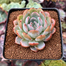 Echeveria 'Starmark' 2"-3" Succulent Plant
