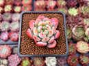 Echeveria 'Starmark' 1" Succulent Plant