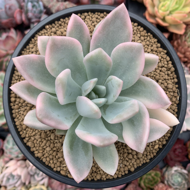 tiny opal succulents Graptoveria 'Opalina' Variegated 4" Succulent Plant – True Succulents Plant Co