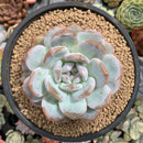 Echeveria 'Orange Monroe' 3"-4" Succulent Plant