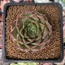 Echeveria 'Shani' 1" Succulent Plant