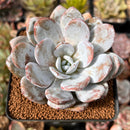 Echeveria Laui 3" Powdery Succulent Plant