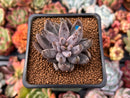 Echeveria 'Unguiculata' 1" Succulent Plant