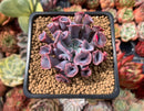 Echeveria 'Trumpet Pinky' 2" Succulent Plant