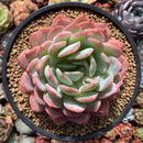 Echeveria sp. 4" Succulent Plant