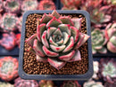 Echeveria Agavoides 'Silonica' 2" Succulent Plant