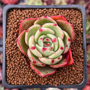 Echeveria Agavoides 'Salu' 2" Succulent Plant