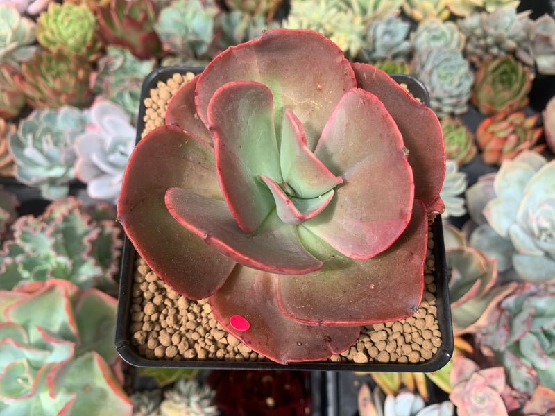 Echeveria 'Big Red' Hybrid 3