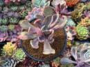 Pachyveria 'Jocelyns Joy' Variegated 3" Succulent Plant