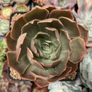 Echeveria 'Longissima' 3"  Succulent Plant