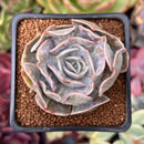 Echeveria 'Lilacina' Marble Variegated 2" Succulent Plant