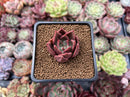Echeveria Agavoides 'Red wine' 1" Small Succulent Plant