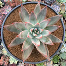 Echeveria 'Tolimaneis' Hybrid 6" Succulent Plant