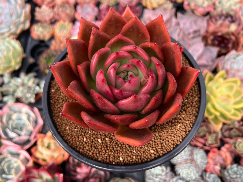 flame plant succulent Echeveria Agavoides 'Flame' New Hybrid 5