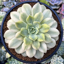 Echeveria 'Fun Queen' Variegated 5" Succulent Plant