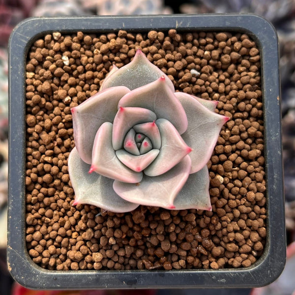 Echeveria 'Rosewing' 1" New Hybrid Small Succulent Plant
