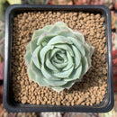 Echeveria 'Jeong-Wol' 2" Succulent Plant