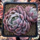 Echeveria 'Blue Surprise' 2" Succulent Plant
