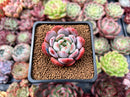 Echeveria 'Starmark' 2" Succulent Plant