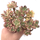Echeveria ‘Minibelle’ Variegated Large Cluster 5” Rare Succulent Plant