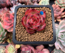 Echeveria Agavoides 'Fire Pillar' 1" Succulent Plant