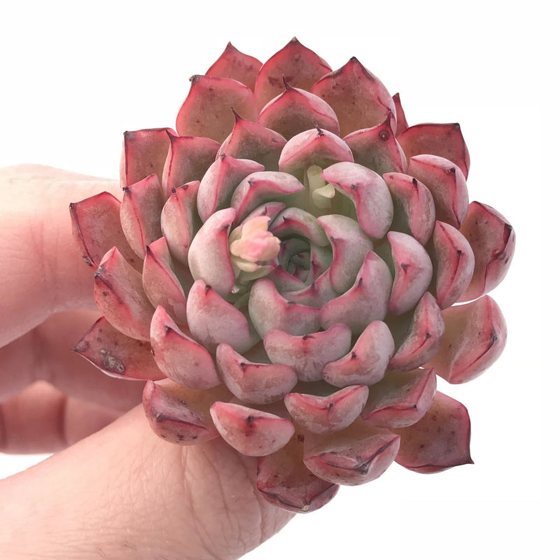 succulent with red edges Echeveria Zaragoza 'Red Edge' 1”-2” Rare Succulent Plant – True Succulents Plant Co