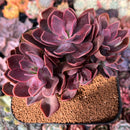 Echeveria 'Hanaikada' Non-Variegated 5" Cluster Succulent Plant