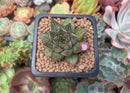 Echeveria 'Purpusorum' White Form 1" Succulent Plant