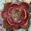 Echeveria 'Red Tan' 2"-3" Succulent Plant