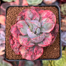 Echeveria 'Beyonce' Variegated 2"-3" Succulent Plant