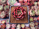 Echeveria Agavoides 'Rejong' 2" Succulent Plant