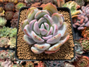 Echeveria 'Ivory' 3" Powdery Succulent Plant