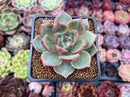 Echeveria 'White Champaign' 2" Succulent Plant