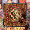 Echeveria 'Marshmallow' 2" Succulent Plant