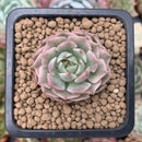 Echeveria 'Margaret' Variegated 1" Small Succulent Plant