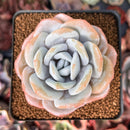 Echeveria 'Laui' 2"-3" Powdery Succulent Plant