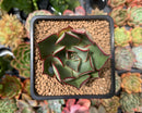 Echeveria 'Longissima' Hybrid 2" Succulent Plant