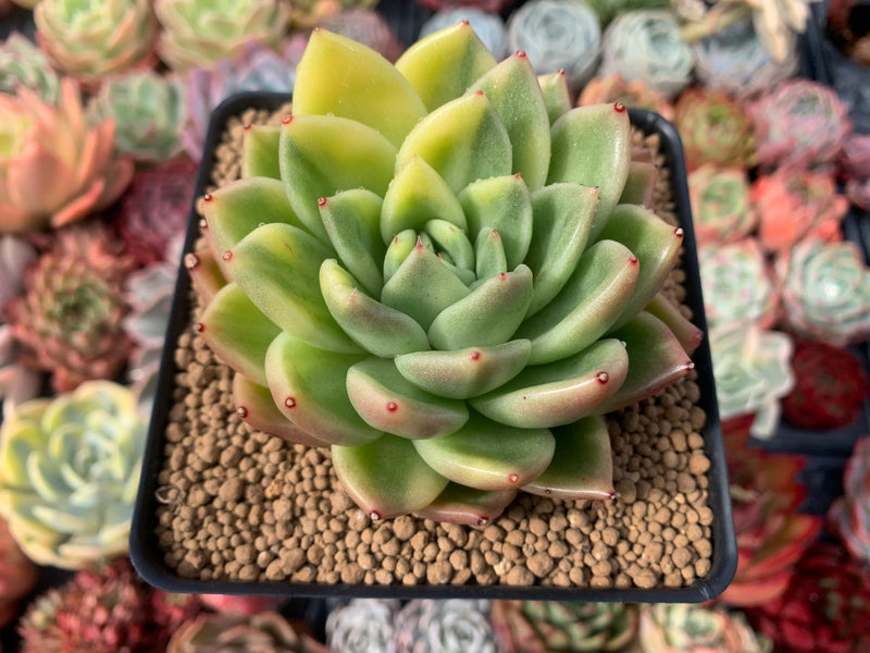 gilva succulent Echeveria Agavoides 'Gilva' Variegated 3" Succulent Plant – True Succulents Plant Co