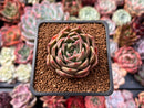 Echeveria 'Enamel' 1"-2" Succulent Plant