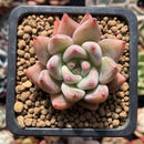 Echeveria 'Pena' 1" Succulent Plant