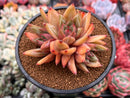Echeveria sp. 4" Cluster Succulent Plant