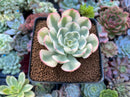 Echeveria 'Compton Carousel' 2" Succulent Plant