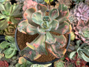 Echeveria 'Beyonce' Variegated 3"-4" Succulent Plant