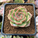 Echeveria 'Malgan' 1" Succulent Plant